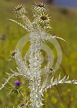 Thistle