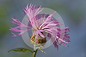 Thistle Closeup on spring field