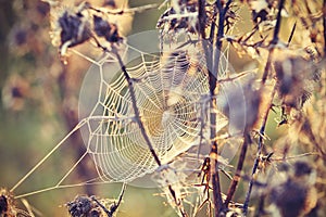 Thistle with cobweb