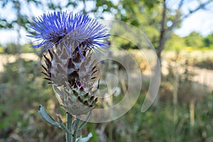 Thistle is the common name of a group of flowering plants characterised by leaves with sharp prickles on the margins, mostly in