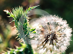 Thistle and dandelion