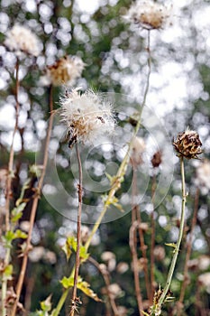 Thistle and Dandelion Plants