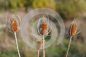 A thistle, Dipsacus fullonum, in autumn time photo