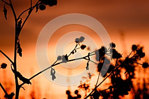 Thistle, dry grass silhouette