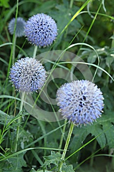 Thistle Echinops ritro in bloom