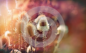 Thistle field ( burdock) lit by sunlight