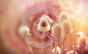 Thistle field (dry burdock)