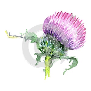 Thistle floral botanical flower. Watercolor background illustration set. Isolated thistle illustration element.