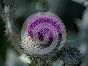 A thistle - the floral emblem of Scotland.