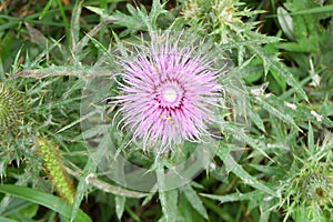 Thistle flower