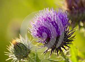 Thistle flower