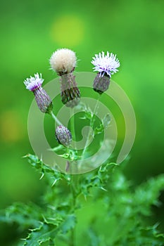 Thistle flower