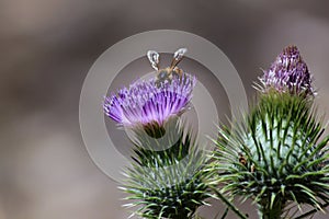 Thistle Flower and Bee