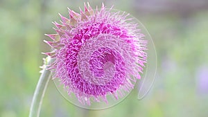 Thistle Flower in Bloom in the field,flower swings from the whiff of the wind, thistle moving in the breeze at sunset