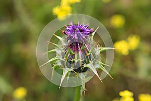 Thistle flower in bloom