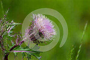 Thistle Flower Blooming