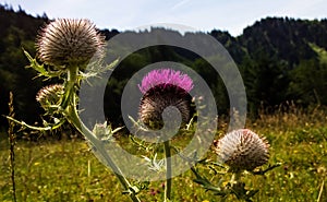Thistle flower blooming on the meadow in forest.