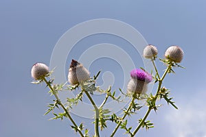 Thistle flower blue sky background