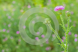 Thistle flower in the blurry background