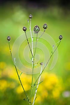 Thistle flower bud