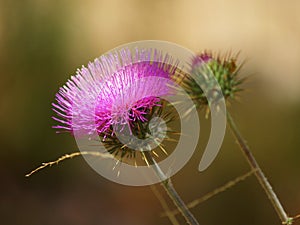 A Thistle Flower and Bud in Dappled Daylight