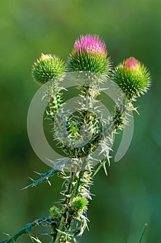 Thistle flower buds