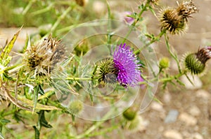 Thistle flower close-up