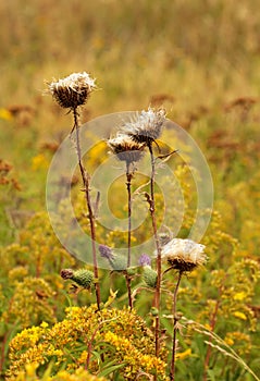 Thistle flower after dispersing seeds