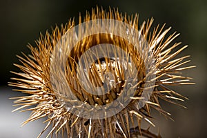 Thistle flower dried by sun rays. Europe Spain Community Madrid
