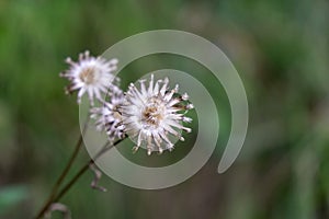 Thistle flower dry on the meadow in forest.