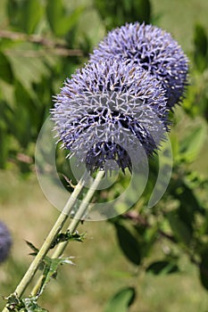 Thistle flower Echinops ritro