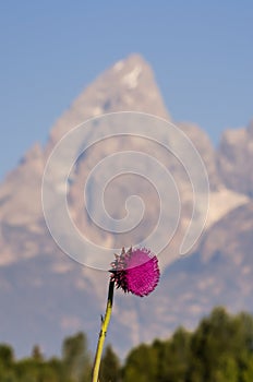 Thistle flower in front of mountain