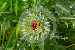 Thistle flower on green background