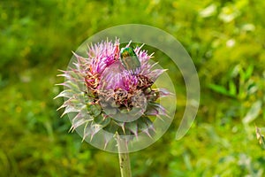 Thistle flower on green background