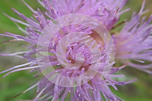 Thistle flower
