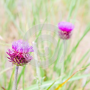 Thistle flower in the meadows. Onopordum Acanthium. Spiky plant