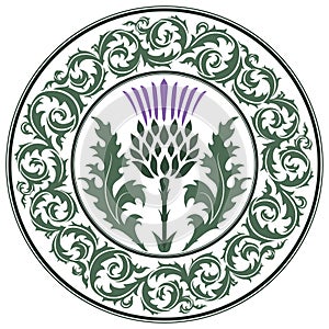 Thistle flower and ornament round leaf thistle. The Symbol Of Scotland