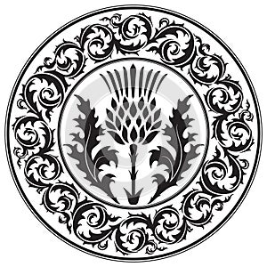 Thistle flower and ornament round leaf thistle. The Symbol Of Scotland