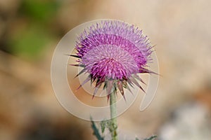 Thistle Flower