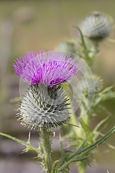 Thistle - Flower of Scotland