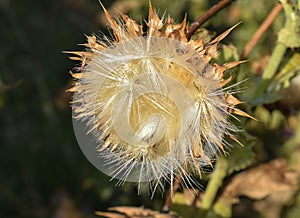 Thistle Flower in Seed at Lindo Lake Park in Lakeside, California near San Diego photo