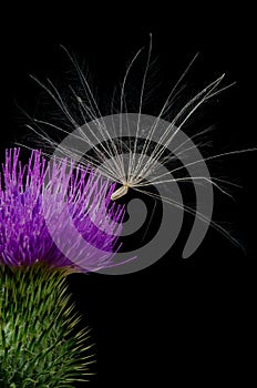 Thistle Flower with Seed.