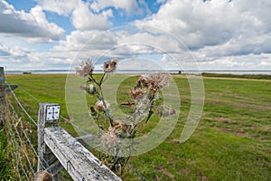 Thistle flower while seeding. Symbol of Scotland