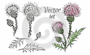 Thistle flower, thorn, weed. Botany in a watercolor style