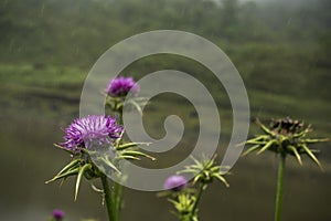 Thistle flower under the rain