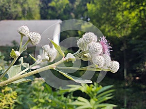 Thistle flowerin the nature in the green grass in the nature or garden