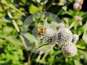 Thistle flowerin the nature in the green grass in the nature or garden