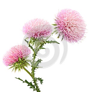 Thistle