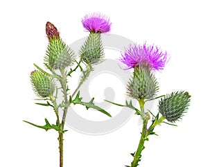 Thistle flowers  Carduus crispus