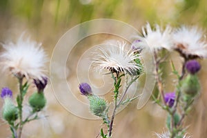 Thistle flowers group